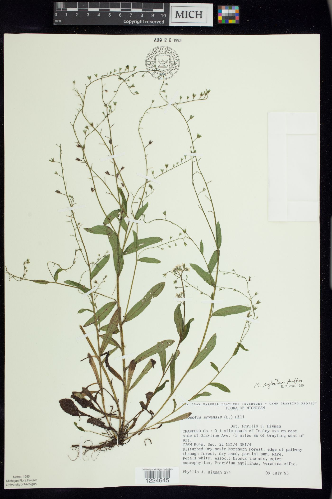 Myosotis sylvatica image