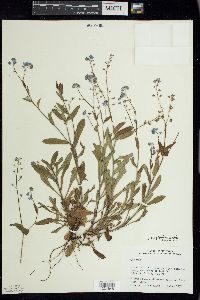 Myosotis sylvatica image