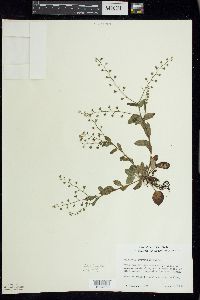 Myosotis sylvatica image