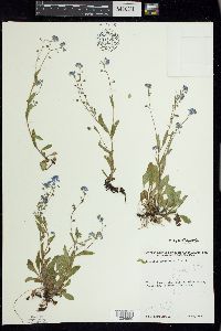 Myosotis sylvatica image