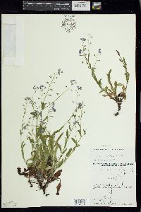 Myosotis sylvatica image