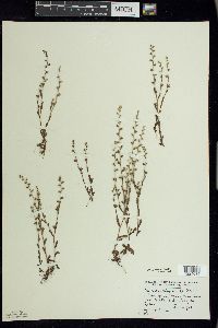 Myosotis verna image