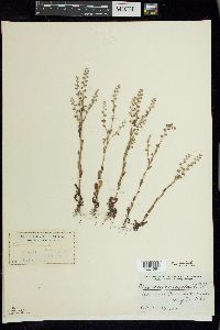 Myosotis verna image