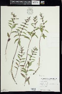 Mentha canadensis image