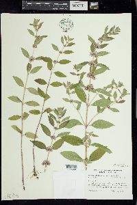 Mentha canadensis image