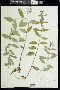 Mentha canadensis image