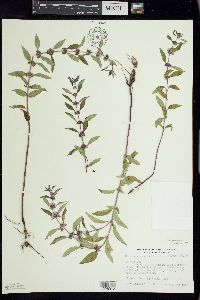 Mentha canadensis image