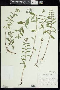 Mentha canadensis image