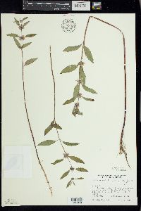 Mentha canadensis image