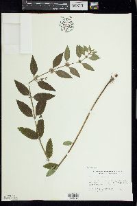 Mentha canadensis image