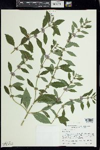 Mentha canadensis image