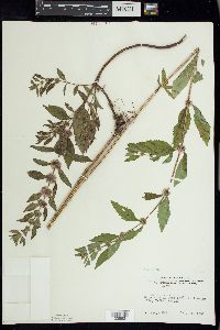 Mentha canadensis image