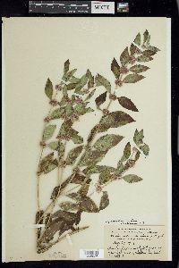 Mentha canadensis image