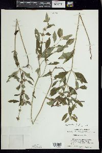 Mentha canadensis image