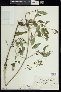 Mentha canadensis image