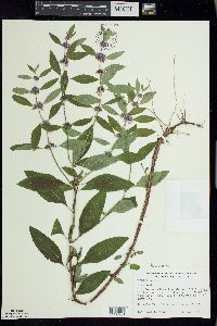 Mentha canadensis image