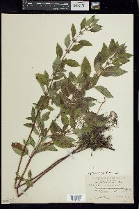 Mentha canadensis image