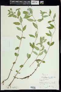 Mentha canadensis image