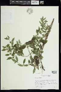 Mentha canadensis image