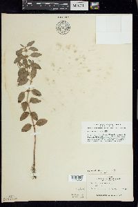 Mentha canadensis image