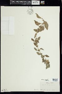 Mentha canadensis image