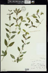 Mentha canadensis image