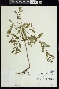 Mentha canadensis image