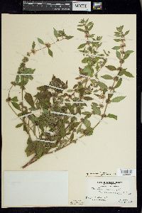 Mentha canadensis image