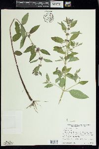 Mentha canadensis image