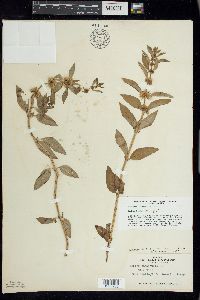 Mentha canadensis image