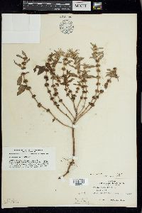 Mentha canadensis image