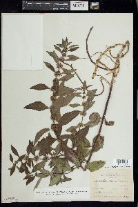 Mentha canadensis image