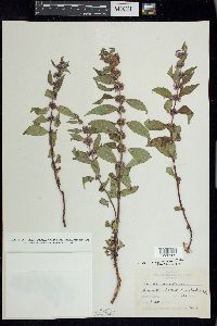 Mentha canadensis image