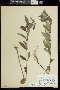 Mentha canadensis image