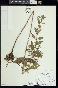 Mentha canadensis image