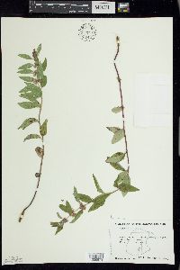 Mentha canadensis image