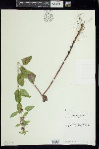 Mentha canadensis image