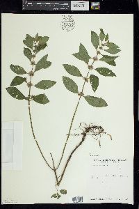 Mentha canadensis image