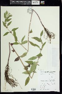 Mentha canadensis image