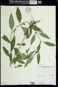 Mentha canadensis image