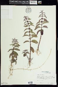 Mentha canadensis image