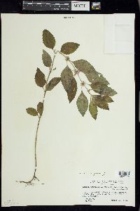 Mentha canadensis image