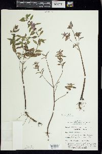 Mentha canadensis image