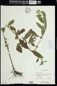 Mentha canadensis image