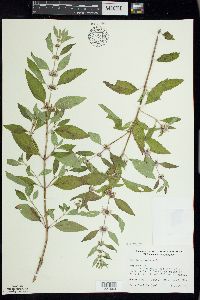 Mentha canadensis image