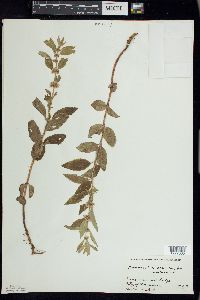 Mentha canadensis image