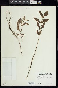 Mentha canadensis image