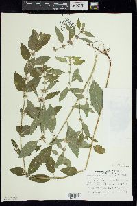 Mentha canadensis image