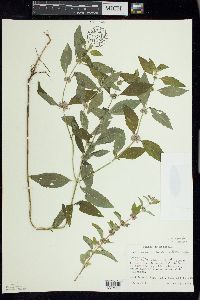 Mentha canadensis image