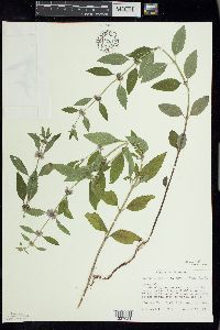 Mentha canadensis image